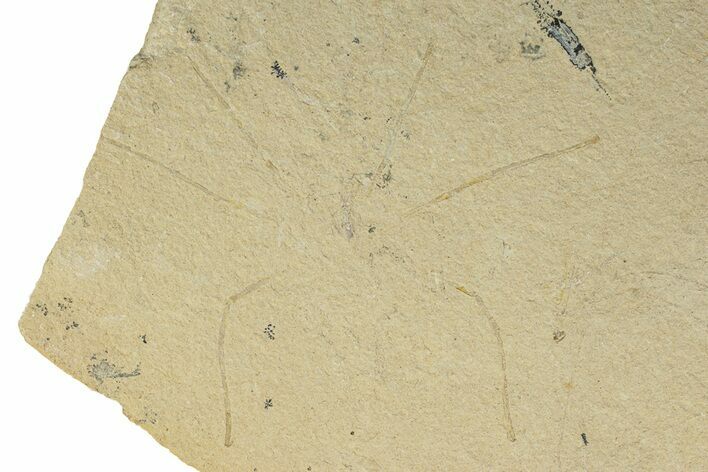 Cretaceous Fossil Sea Spider - Lebanon #256085